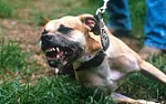 Home insurance - dogs  |  Have an answer to the question Do you have a Dog in the house Yes or No ? may be...