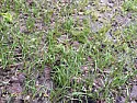 Patchy new lawn, I need a diagnose (pics included)  |  Agree with Bob.  IDK what Carra Terra Pro Soil is, but it sounds like something...