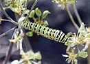 Caterpillars on my Dill |  | > I have four dill plants, all about 16" tall.  Yesterday, I noticed for the|...