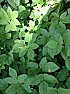 Weed Crusade!  |  Hi all,first time posting (and my first garden too!) so hope I have the...