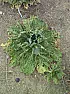 bug eaten Napa Cabbage  | next thread &raquo;