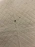 Brown and black stuff all over floors and bites me | next thread &raquo;