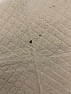 Brown and black stuff all over floors and bites me