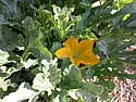 A couple of pretty pictures  |    no, we don't grow summer squash, it's all  buttercup and a buttercup...
