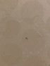 Brown and black stuff all over floors and bites me
