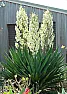 I need to help my adopted yucca but i know nothing  | next thread &raquo;
