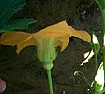 Male / Female Flowers |  I have 8 acorn squash plants and so far only one fruit.  I have beepollenating...