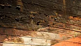 Fungus in wooden structure |  You really need to ID the fungus. It is not good news if it is wet rot  but it...