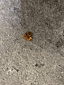 Brown and black stuff all over floors and bites me