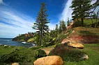 Norfolk Pines  |  Suzie-QIf you do plant them here are some suggestions for...