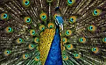 They're not called Peacocks anymore  | next thread &raquo;