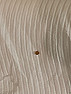 Brown and black stuff all over floors and bites me