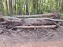 Walnut Log  | next thread &raquo;
