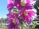 Okay, something I can "actually" grow  |  ...   that's great all around.  shade and organic matter for free.  :)  and...