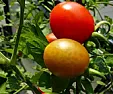 Which Gardening Moves Burn Most Calories? | ...