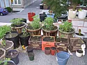 Re: too late to prune tomatoes ?? | next thread &raquo;