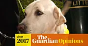 Taxis and dogs  |  Yes dogs can be certified but they have to be through the formal training.  He...