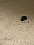 Brown and black stuff all over floors and bites me