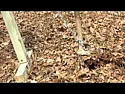 Stump removal  |  By using winch - think I'm OK ... I built wall 1m in front of bank,  filled...