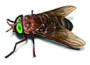 Feeding plants flies for protein using soapy water  | &laquo; previous thread