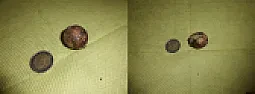 Strange seeds...  |  Hi, I'm new here!!!I've some seeds from mexico, but I don't know...
