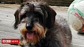 shocking dogs  | &laquo; previous thread