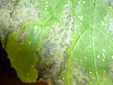 Black irregular dry spots on my courgette leaves. |  Hello forum.This is my frist post and first attempt at growing anything.Myself...