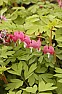Yellow leaf bleeding heart  | &laquo; previous thread
