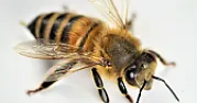 Bees  | &laquo; previous thread