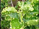 Hibiscus mites  | &laquo; previous thread