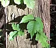 Getting rid of poison ivy  |  ...   yep, that can be a bad move.  since i am reactive to poison ivy and many...
