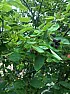 Edible berry? |  HelloThere have been many posts about edible berries but I could not...