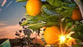 Problem with an orange tree  |  So you have a warm temperate maritime climate, yes? Most of the rain falls in...
