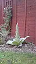 Can you tell me what this plant is????  |  Hi all,I have just found this growing in my garden,Can anybody tell me what it...