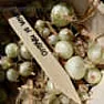 Cipclone Onions  | next thread &raquo;