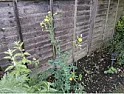 What are these?  |  Planted a Pumpkin seed, and the first two photos are what's groan. Thesecond...