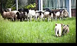 More of Mikes kittens  |  Parrots can learn the names of dogs that look identical to humans. -- =...