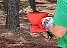How to fix lawn  |  I concluded the crab grass preventer I used, is gone.  The poundingrain has...