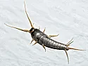 Some kind of bug or beetle in the bathroom | next thread &raquo;