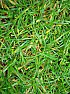 Yellowing Lawn  |  Hi, Any advice appreciated on why a lawn laid a year ago ( RolawnMedallion ...