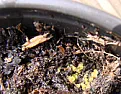 Eggs in Organic Compost ??  | next thread &raquo;
