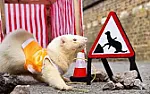 Underground phone cable pulling  |      Ferrets were used to run cables at Buckingham Palace for the wedding of...