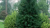 Holly trees/hedge  |  I would wait until about 2-3 weeks before the last frost might be expected. ...