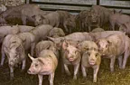 hormel and the meat industry  | next thread &raquo;