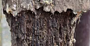 Wood preserver question? |  I've only seen this colour of preservation in France not UK.Most NF (equiv...