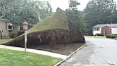 I'm having lawn problems.  |  What sort of fertilizer should I use when I repair my lawn.  Do I need grass...