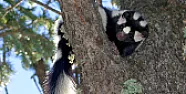 Fun With Skunks  | &laquo; previous thread