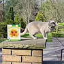 cat deterrents (DIY)  | &laquo; previous thread