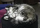 No more mouse poison  |  I saw a rat exterminator on TV do this but IMHO, mice are attracted to the...