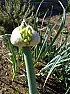 Ping Songbird: onion seeds  |  Hi Songbird, The green onions I planted last years in my farrow bin are going...